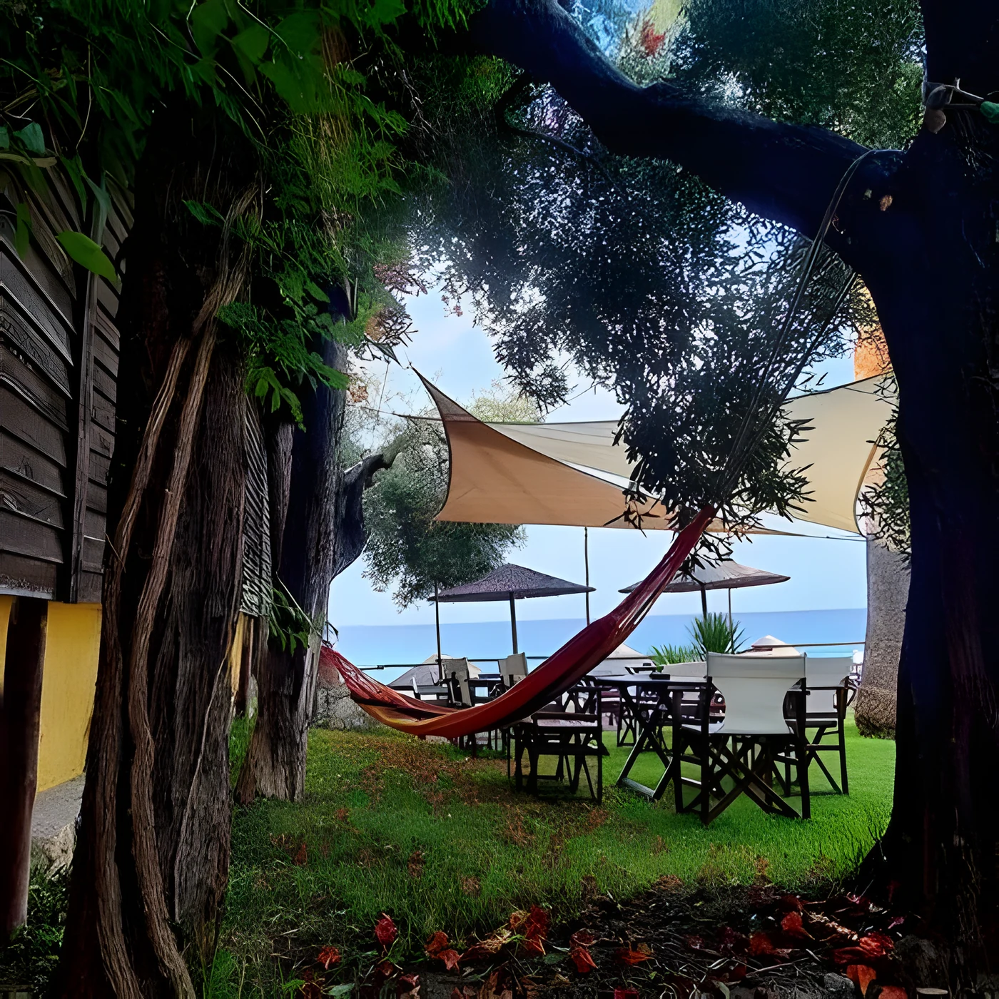 Hammock strung between olive trees in Kudu's garden